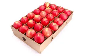 خط تولید کارتن میوه